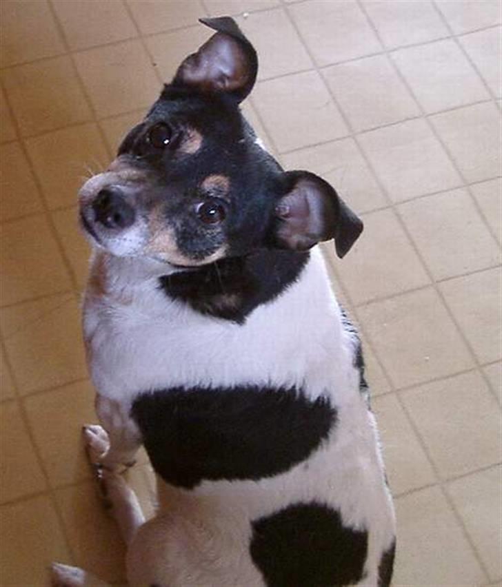 Dansk svensk gaardhund Sussi billede 1