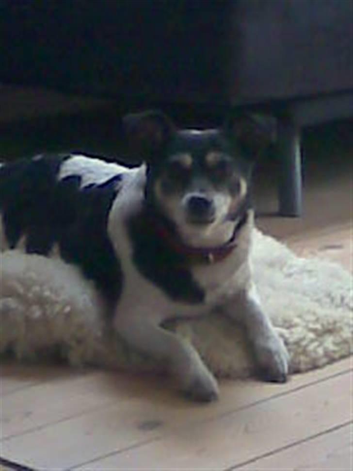 Dansk svensk gaardhund Sussi billede 2