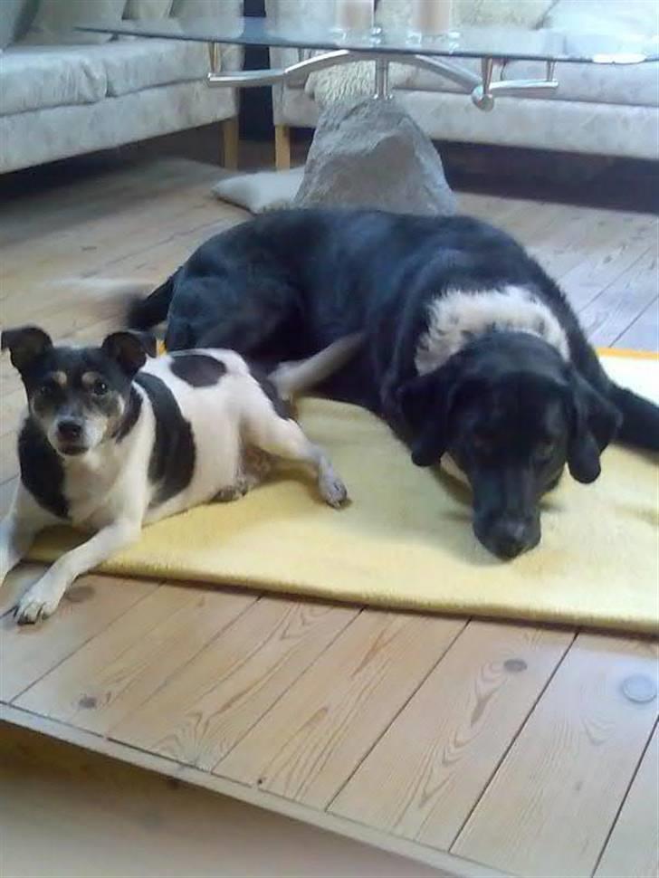 Dansk svensk gaardhund Sussi billede 3