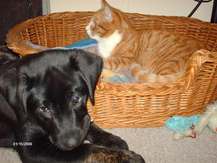 Labrador retriever Bella *R.I.P* - ´hvad er det der var dér??´ tænker lille bella, som er nysgerrig billede 1