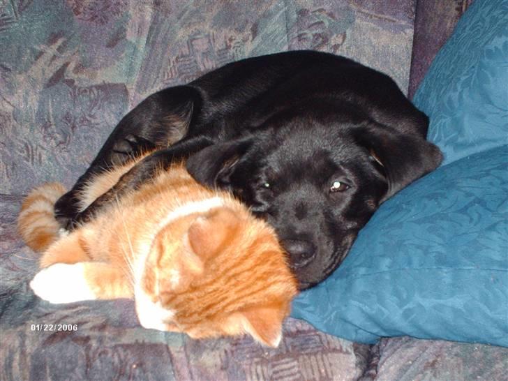 Labrador retriever Bella *R.I.P* - ´vi tager lige en lille lur´ :) dejlig afslappende billede 2