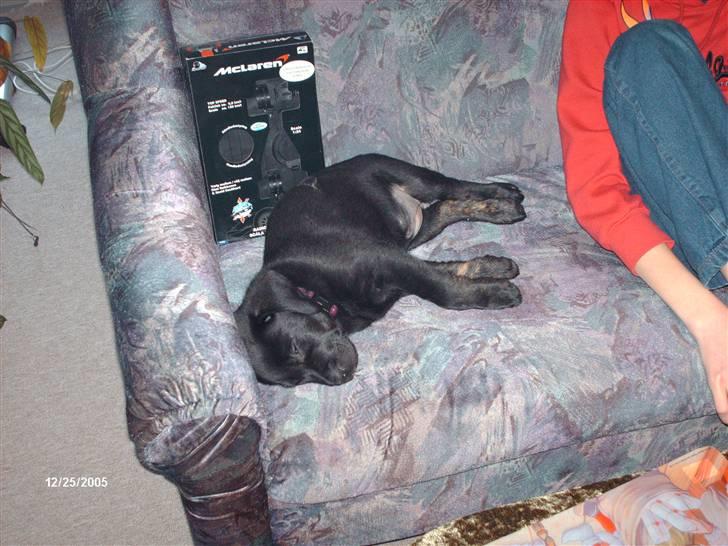 Labrador retriever Bella *R.I.P* - jule aften 2005.. bella er ved at blive lidt træt af alle de gaver billede 4