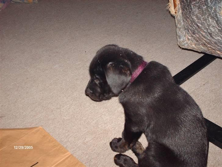 Labrador retriever Bella *R.I.P* - lille bella sidder og stirre? stirre på kattene? billede 5