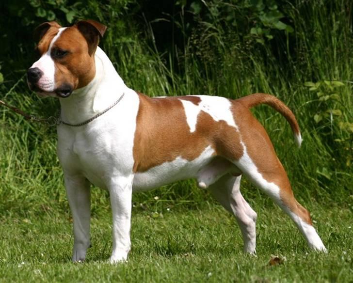 Amerikansk staffordshire terrier Zican´s Icon aka Biffan billede 6