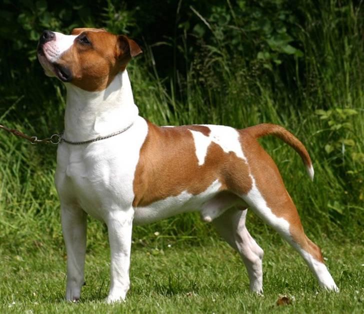 Amerikansk staffordshire terrier Zican´s Icon aka Biffan billede 7