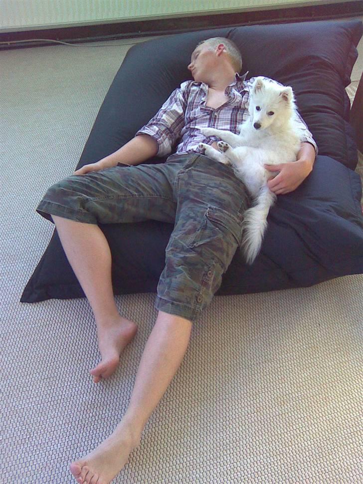 Japansk spids Dut - jaa, der blir´ passet på "far" når han sover billede 14