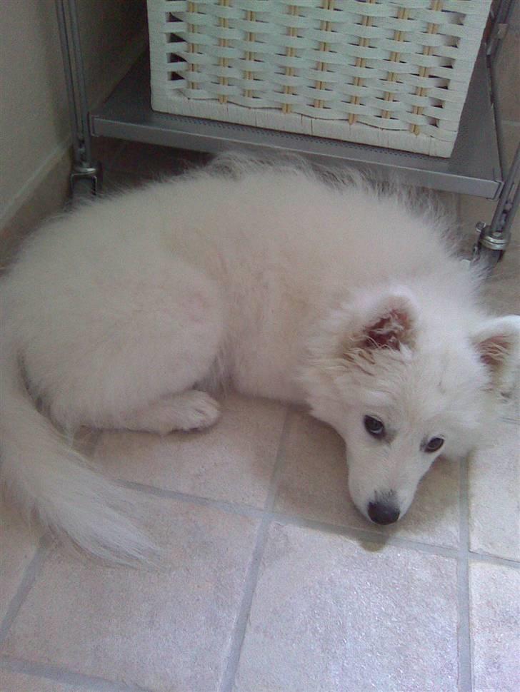 Japansk spids Dut - ynglings sovested billede 15