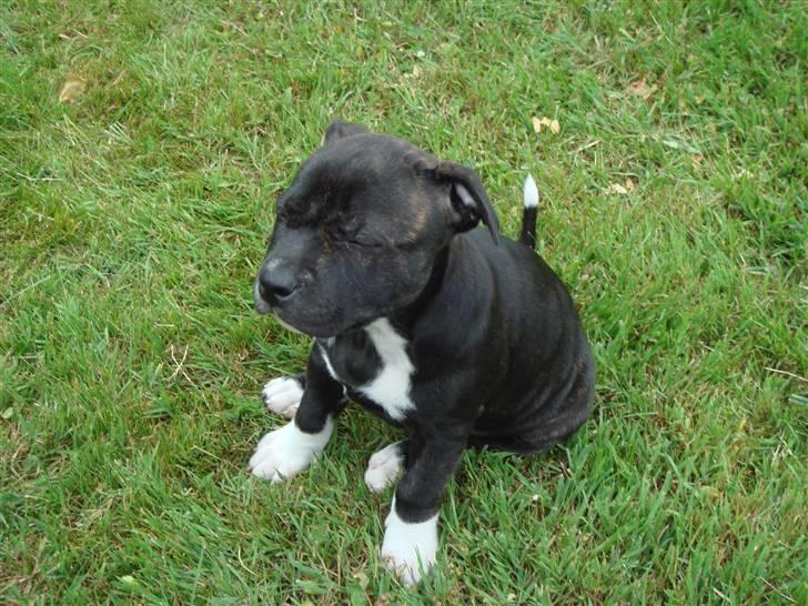 Staffordshire bull terrier Chili - Så nu er der ingen som kan se mig billede 2