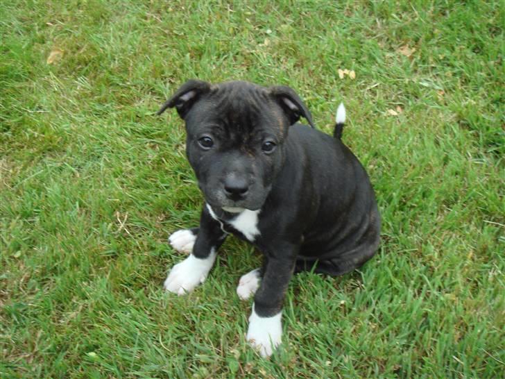 Staffordshire bull terrier Chili - BØH billede 3
