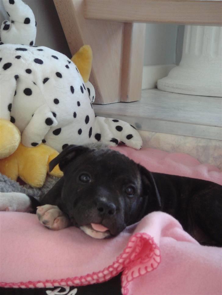 Staffordshire bull terrier Chili - jeg ser bare sød ud billede 4