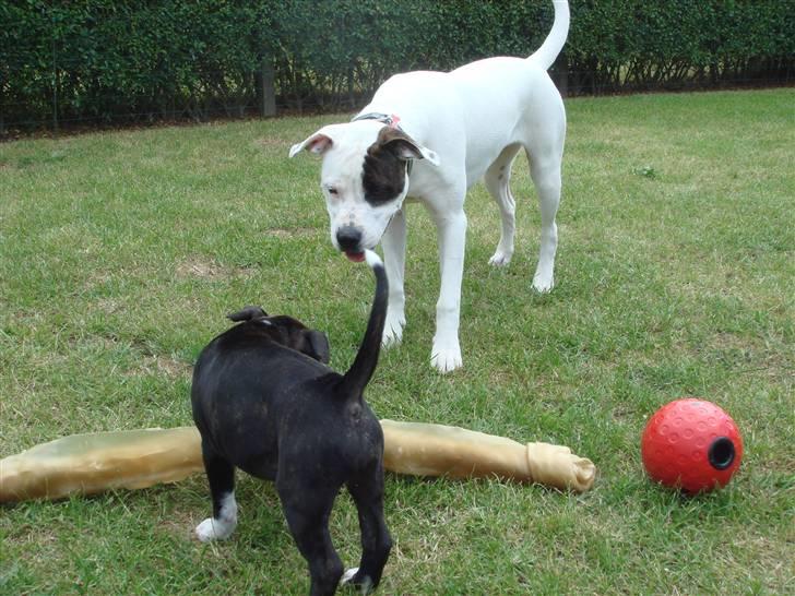 Staffordshire bull terrier Chili - Chili og soffie hygger  billede 5