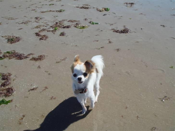 Chihuahua Ipso - 06.10. - Det kan godt være, jeg er grim, men nøj, det går stærkt!! billede 14