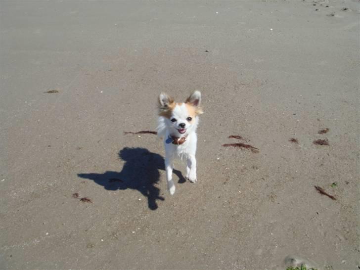 Chihuahua Ipso - 06.10. billede 15