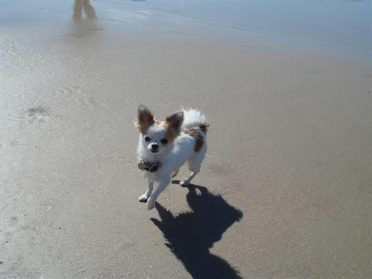 Chihuahua Ipso - 06.10. billede 16