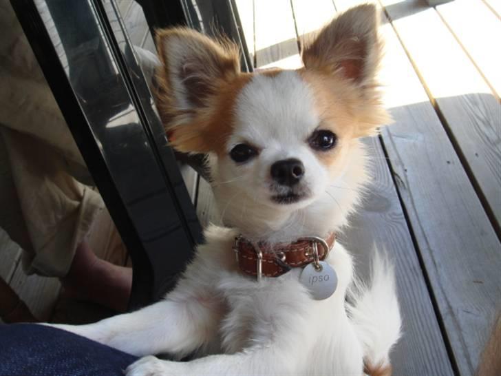 Chihuahua Ipso - 06.10. billede 17