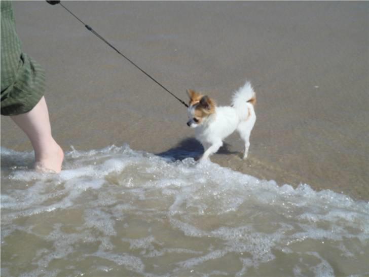 Chihuahua Ipso - 06.10. billede 18