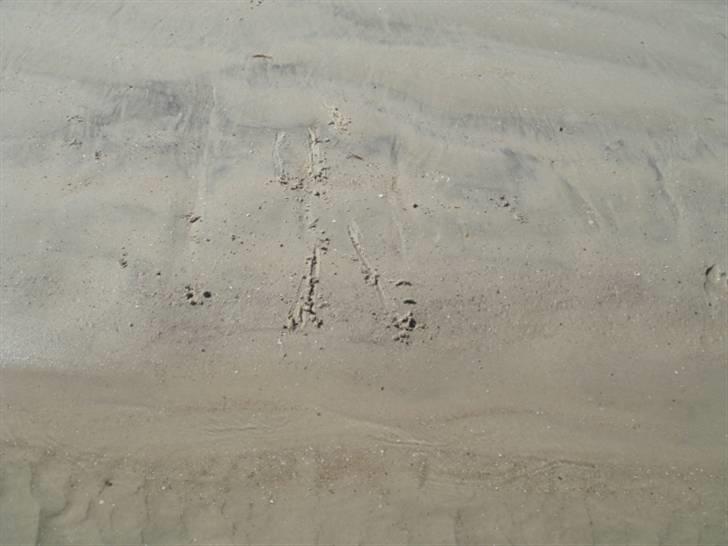 Chihuahua Ipso - 06.10. - Ipsos mega bremsespor billede 19