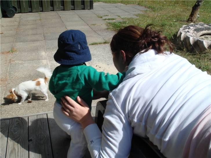 Chihuahua Ipso - 06.10. - Mig i færd med at lære Karl (kærestens nevø), hvordan man allerbedst sniger sig ind på Ipso billede 20