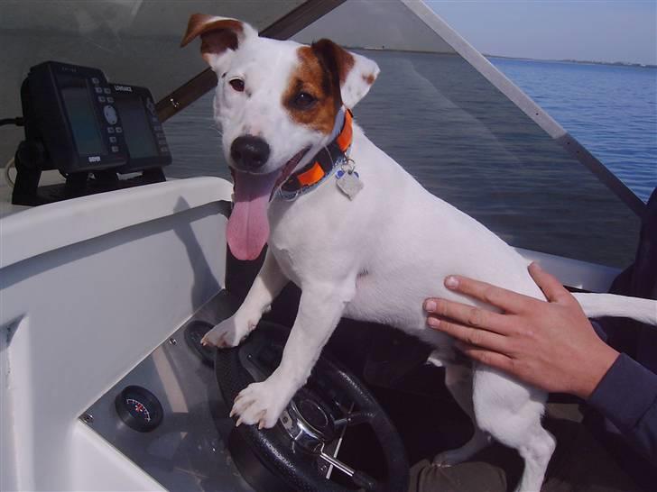 Jack russell terrier Oscar billede 1