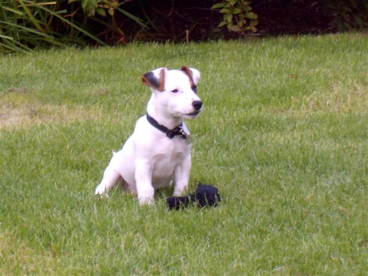 Jack russell terrier Oscar billede 2