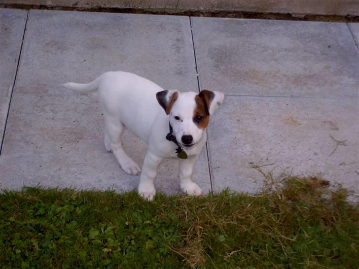 Jack russell terrier Oscar billede 3