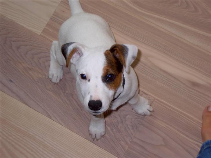 Jack russell terrier Oscar billede 4