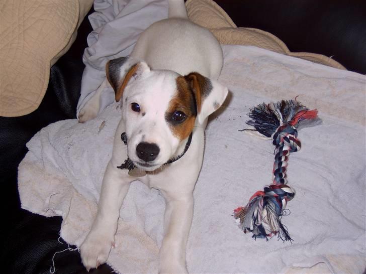 Jack russell terrier Oscar billede 5