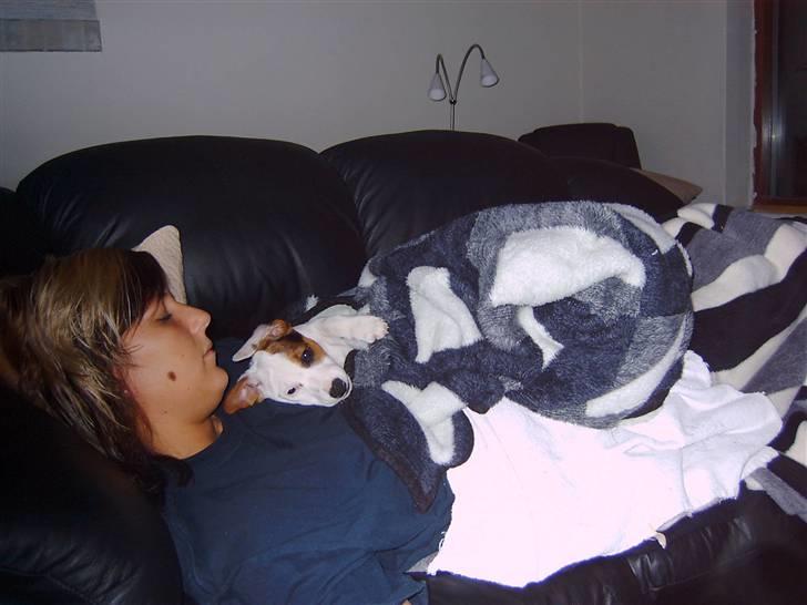 Jack russell terrier Oscar billede 6