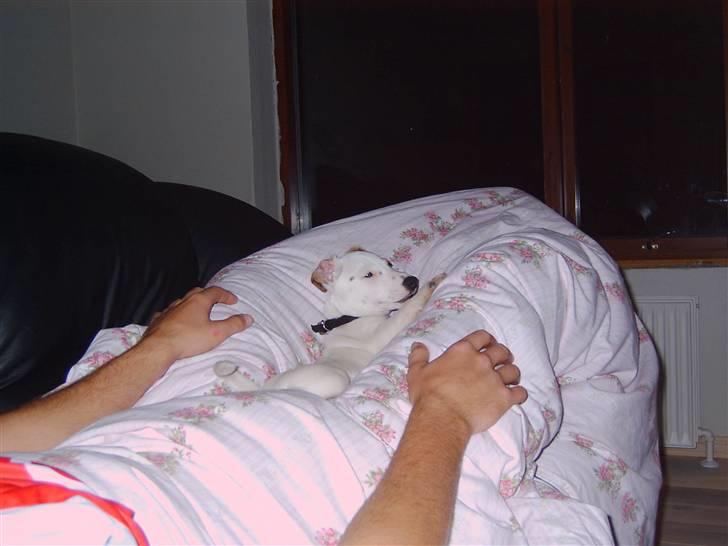 Jack russell terrier Oscar billede 7