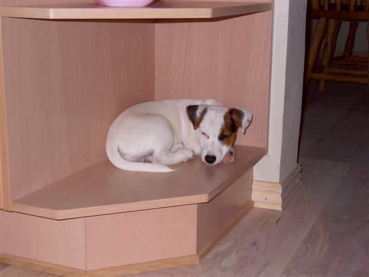 Jack russell terrier Oscar billede 8