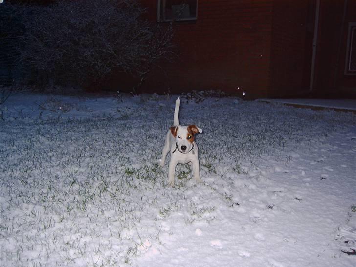 Jack russell terrier Oscar billede 9