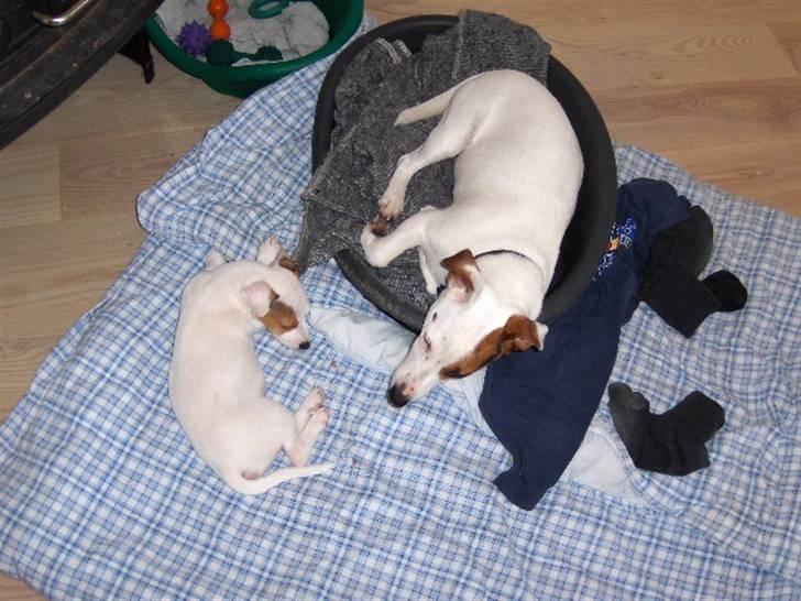 Jack russell terrier Oscar billede 10