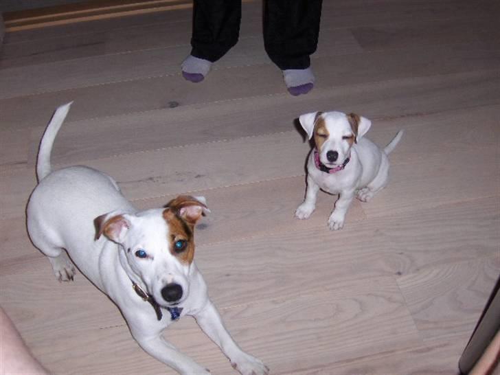 Jack russell terrier Oscar billede 11