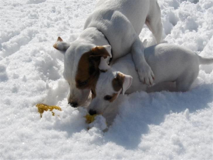 Jack russell terrier Oscar billede 12