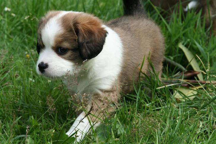 Blanding af racer tulle billede 1