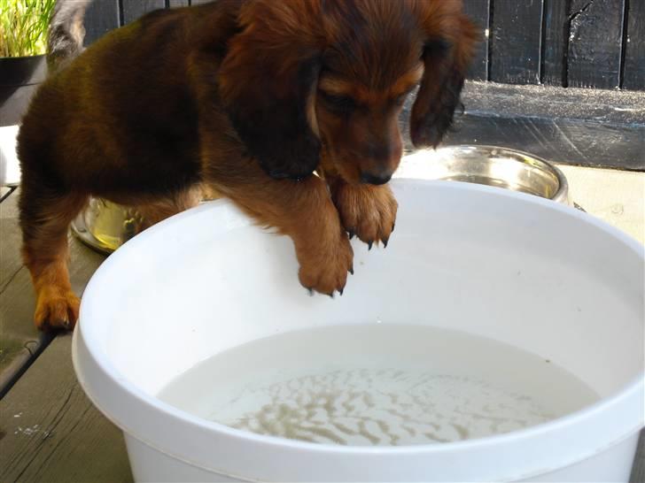 Dværggravhund Freja billede 1