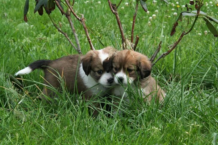 Blanding af racer tulle billede 2