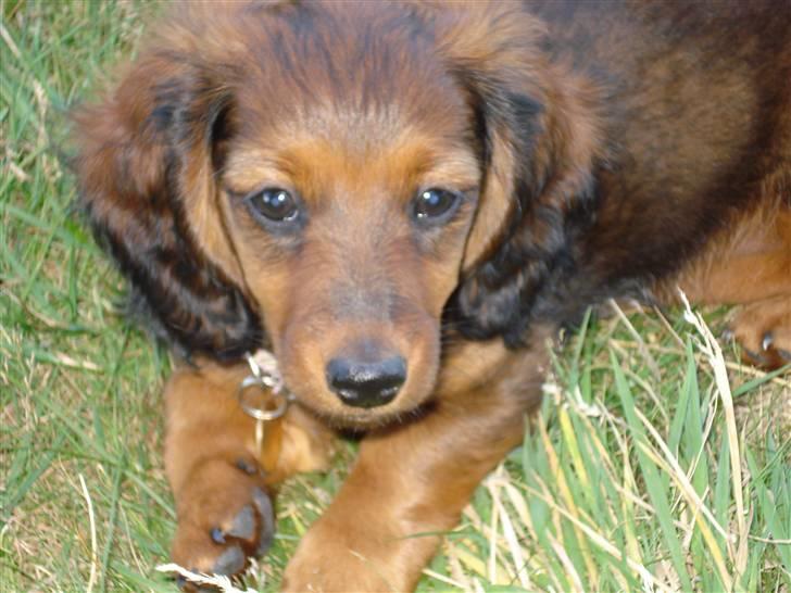 Dværggravhund Freja billede 2