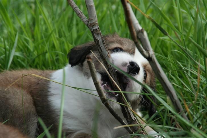 Blanding af racer tulle billede 3