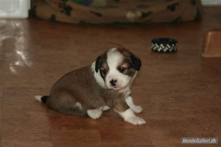 Blanding af racer tulle billede 4