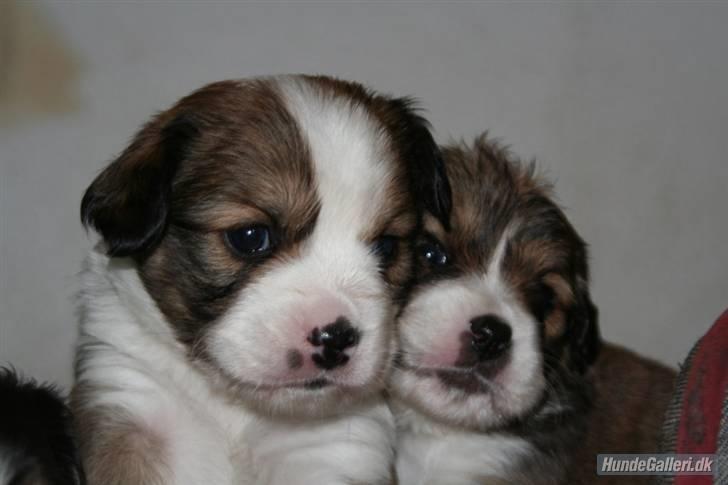 Blanding af racer tulle billede 5