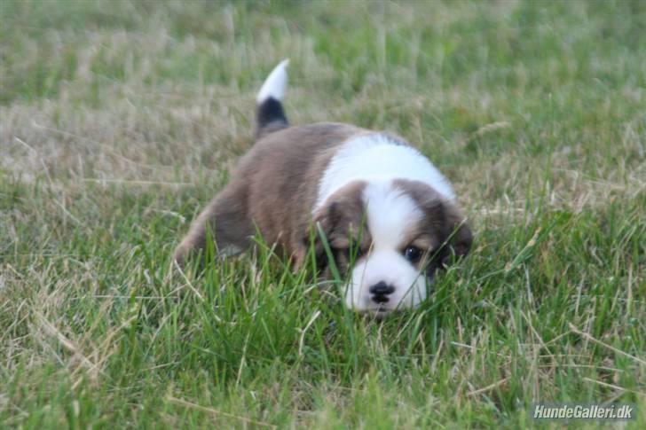 Blanding af racer tulle billede 6