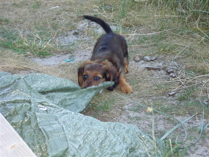 Dværggravhund Freja billede 3