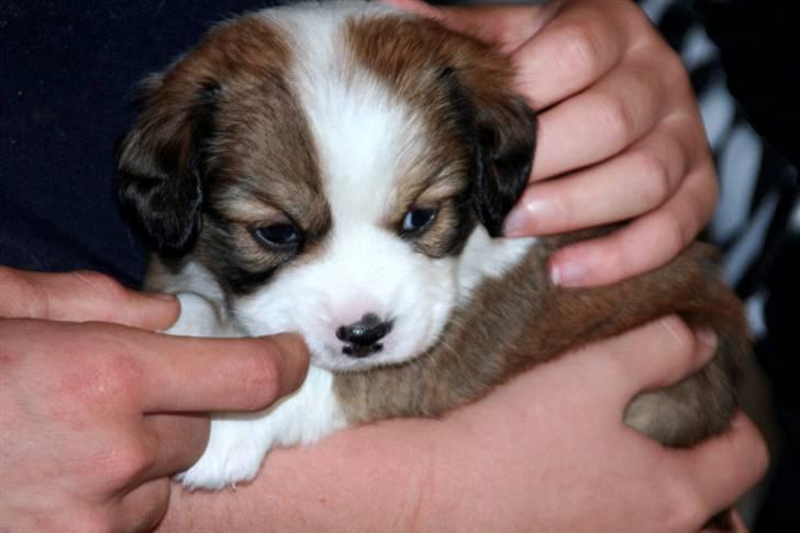 Blanding af racer tulle billede 7