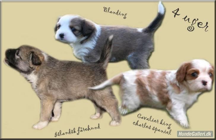 Blanding af racer tulle billede 8