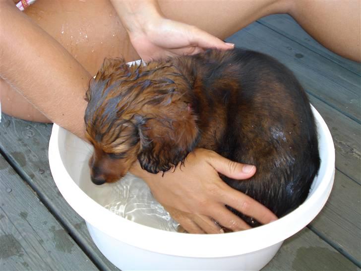 Dværggravhund Freja billede 4