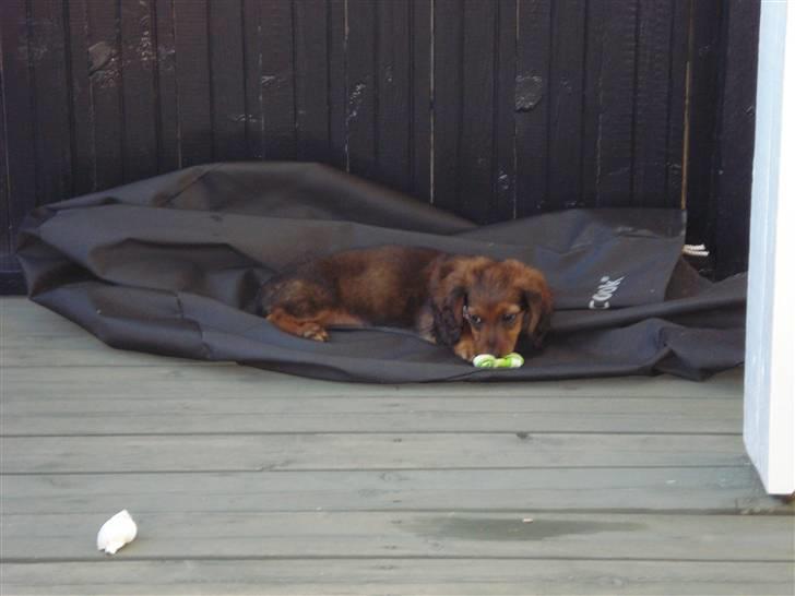 Dværggravhund Freja billede 5