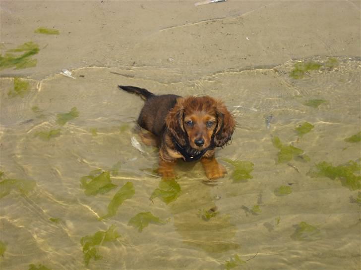 Dværggravhund Freja billede 6