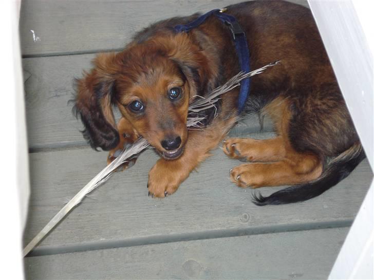 Dværggravhund Freja billede 7