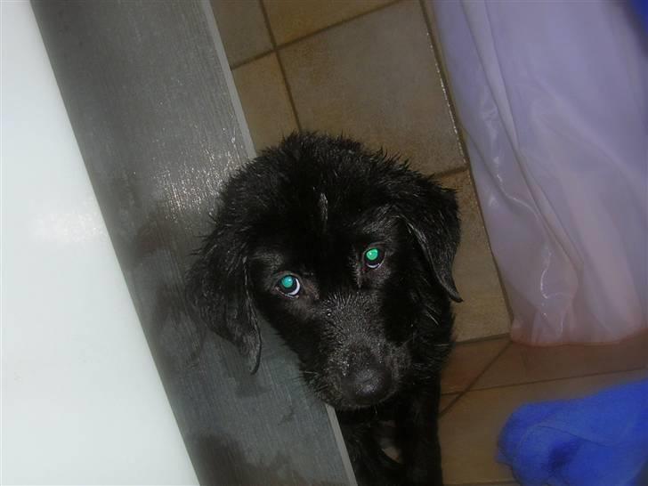 Blanding af racer - Kaldenavn Choice - Ja som i kan se er jeg ikke helt tosset med at komme i bad. billede 18